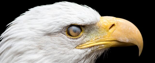 Bald Eagle Close Up