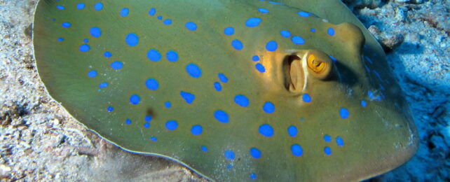 Bluespotted ribbontail ray