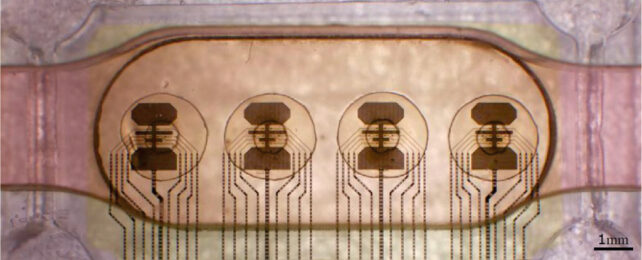 Image of translucent cells with copper-coloured electrodes attached.