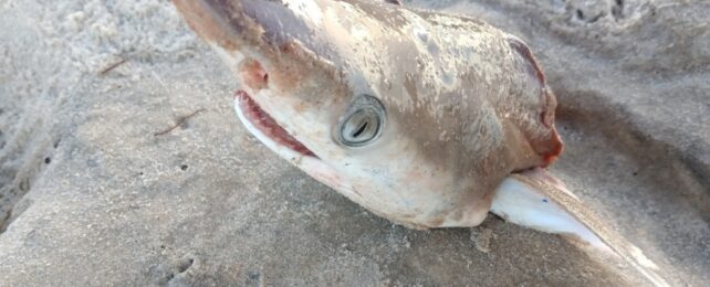 A shark's head in sand