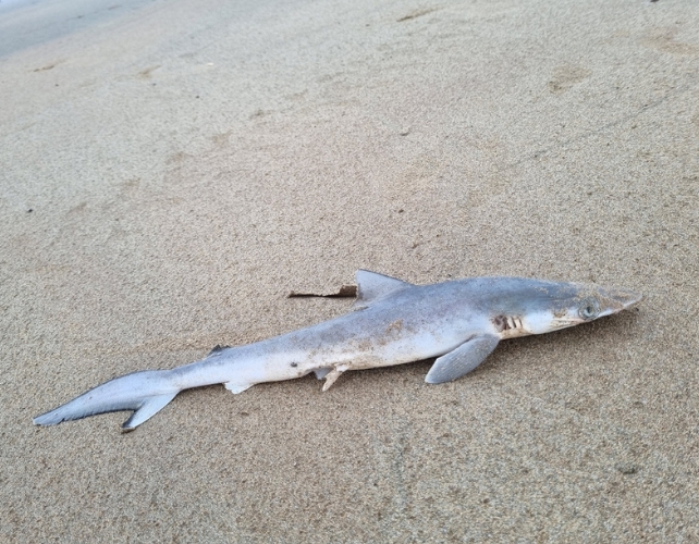 A small shark on a beach