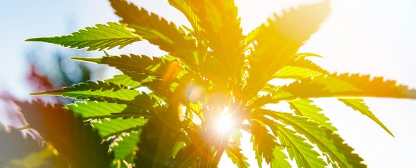 A cannabis plant in sunshine