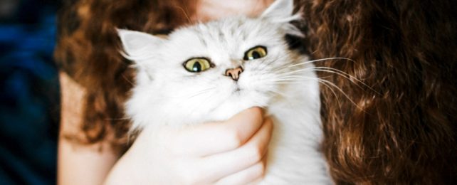 White fluffy cat