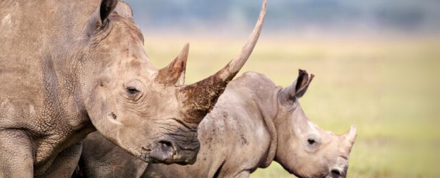 An adult white rhino with a calf