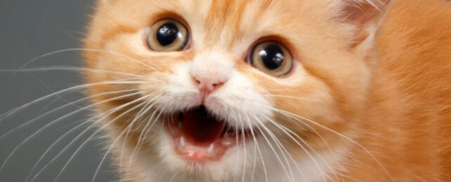 Close up of orange cat's face that's looking up and meowing