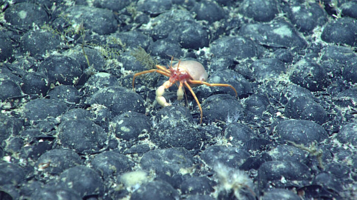 Crab climbing over field of black spherical rocks on the ocean floor