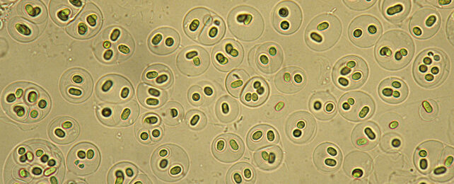 Cyanobacteria sample