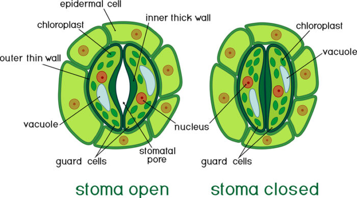 Diagram of plant breathing structures called stomata showing the different arrangement of cells when open and closed