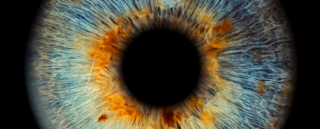 Extremely close detailed image of a blue and amber iris around a black pupil