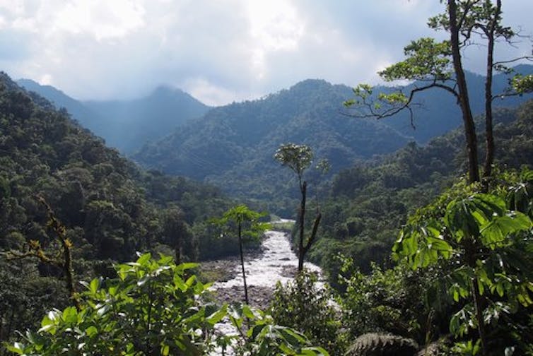 River and tropical forest landscape