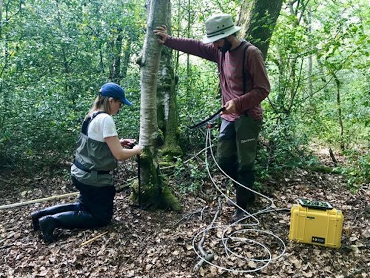 Two people fixing kit to tree trunk in temperate forest