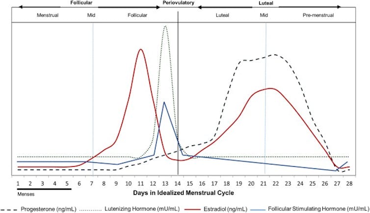 Line graph showing fluctuating levels of hormones during the menstrual cycle