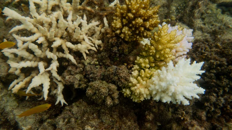 bleached coral