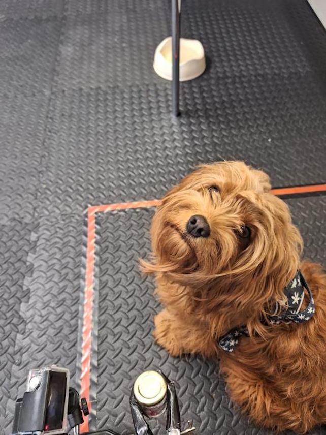 a dog named Freddie looks up at the camera