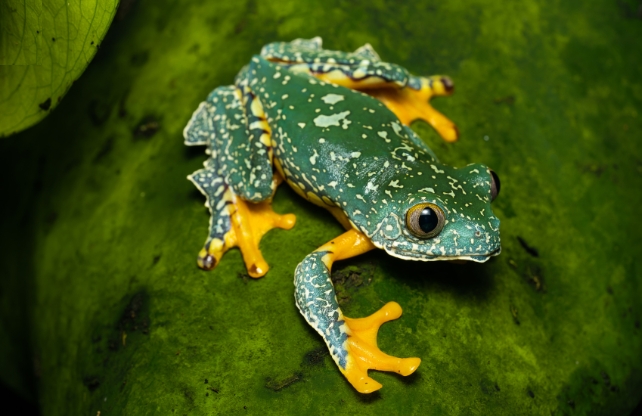 A green and yellow frog on a leaf