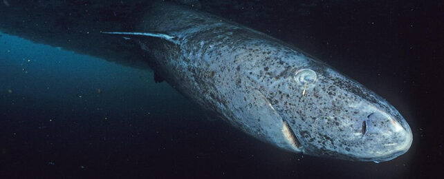 Greenland shark