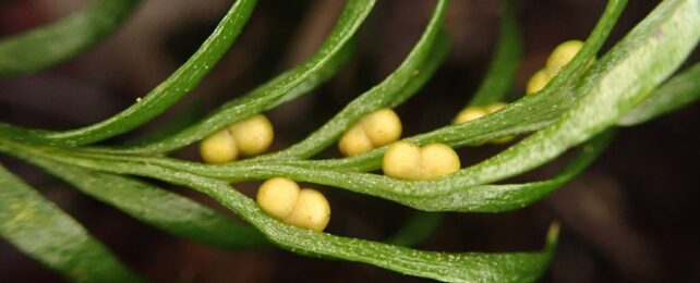 Green Plant Leaves