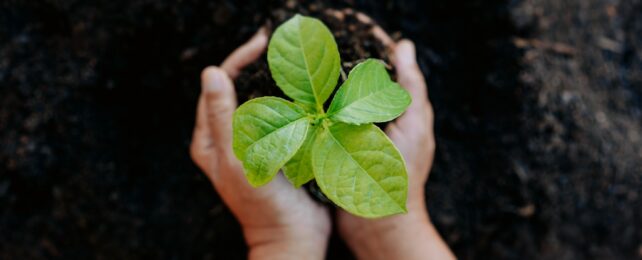 Hands Plant Tree Sapling