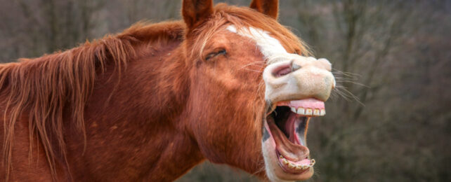 laughing horse