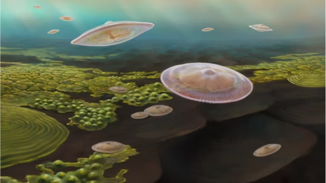 Illustration of round discs floating in water with algae