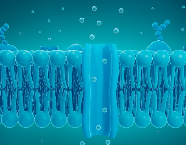 A blue cell membrane with an open channel through the middle