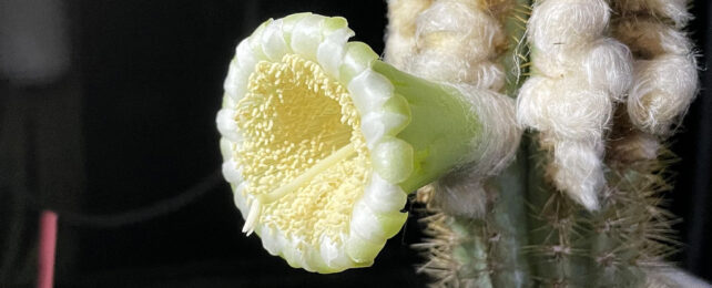 cactus flower