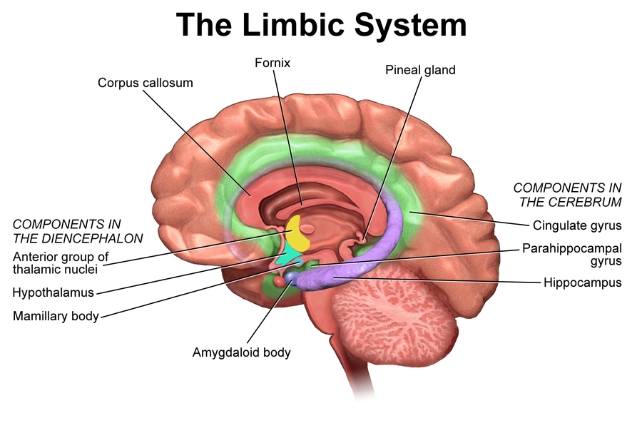 A graphic showing the different parts of the brain making up the limbic system