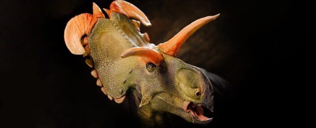 Reconstruction of a dinosaur head