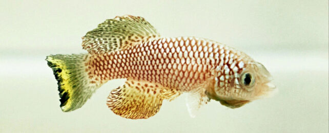 A red-spotted fish with greenish-black fins.