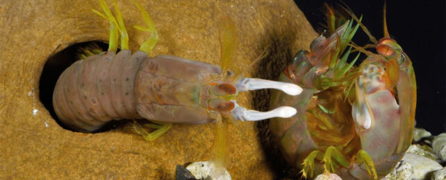 Mantis shrimp