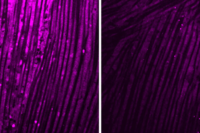 Micrographs of fly muscle tissue, left side brighter purple than the right