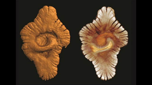 Lobate macrofossils