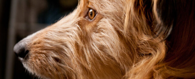 close-up portrait of dog looking out a window