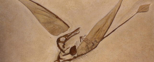 Pterosaur fossil showing diamond-shaped tail vane.