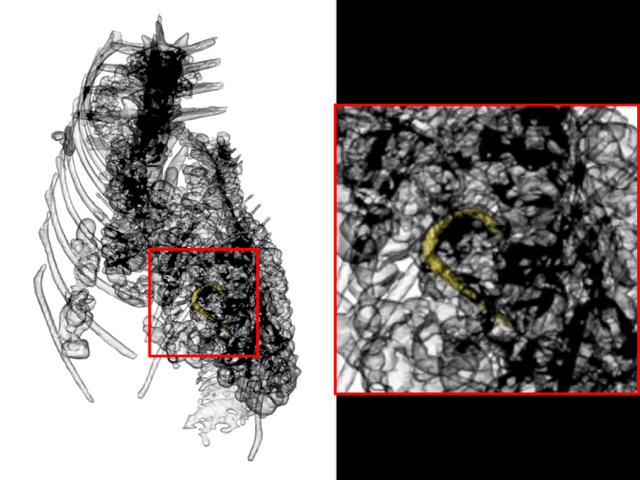 scans of hooks found inside croc mummy