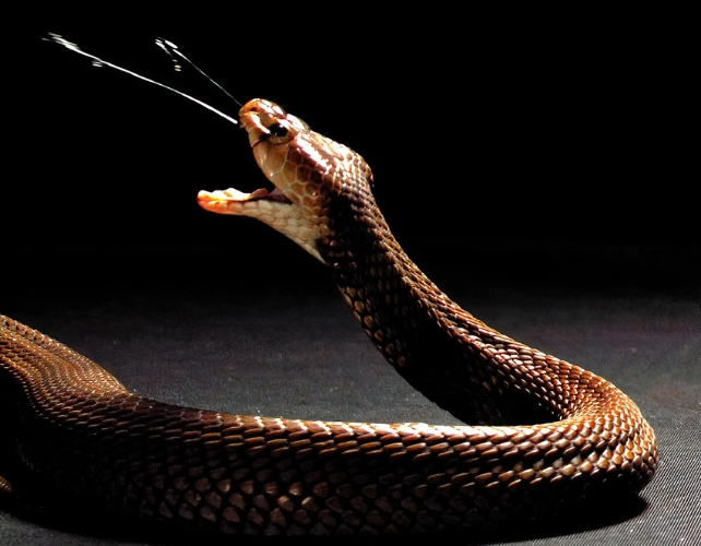 A cobra spitting on a black background