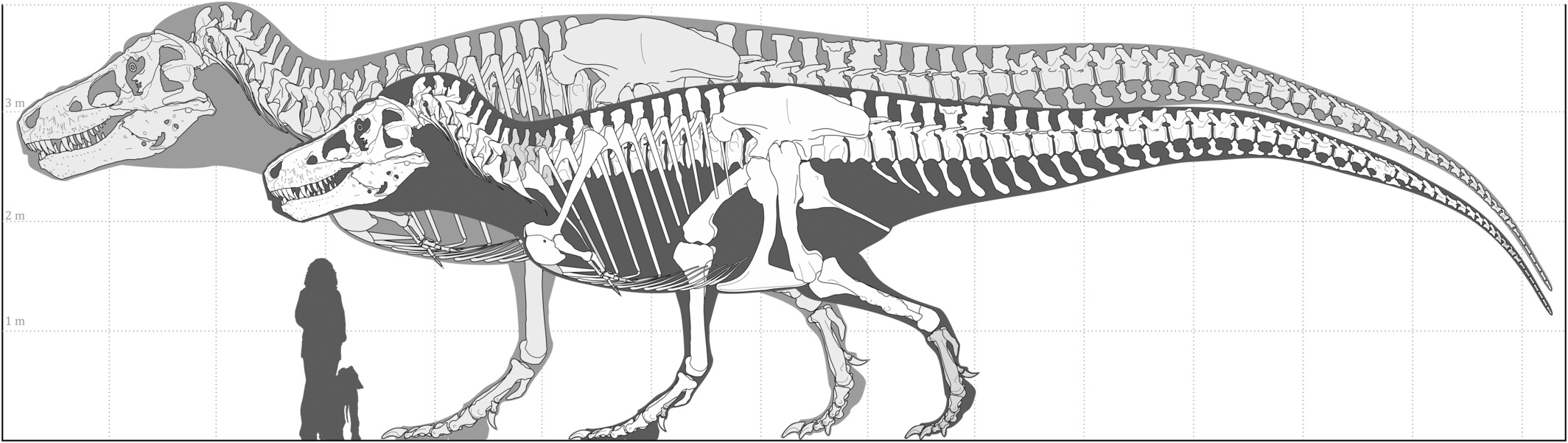 a chart showing the world's largest known t-rex skeleton outline, against an outline of the predicted largest possible t rex skeleton. a human is also shown for scale, reaching only the t-rex's leg height.