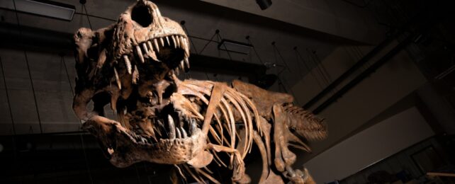 A close up image of a T. rex skeleton