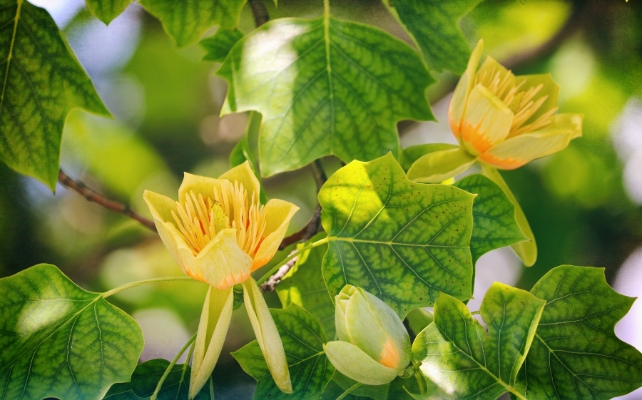 Yellow flowers 