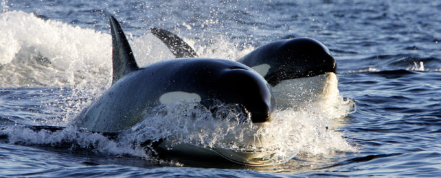 Two orcas swimming together in water.