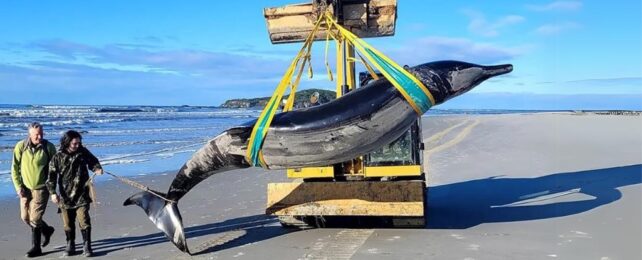 A whale being carted off a beach