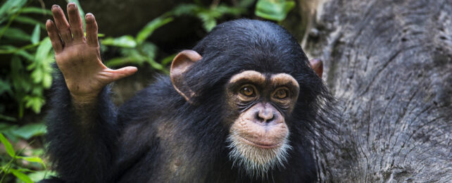 Young chimp with raised hand as if waving