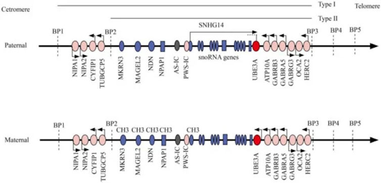 Genetic map of paternal and maternal copies of chromosome 15 with various genes annotated